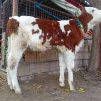 گوساله سیمینتال نر ۴ ماهه قرمز شرابی جنس بالا گاو|حیوانات مزرعه|آق قلا, |دیوار