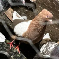 ۶ تا زد و خوردی ضمانتی|پرنده|مشهد, شریف|دیوار
