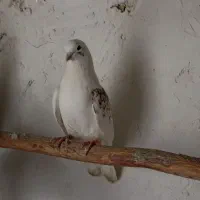 کبوتر غریب گیر|حیوانات|تویسرکان, |دیوار