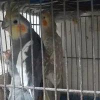 جفت عروس  زیبا|پرنده|رشت, رودبارتان|دیوار