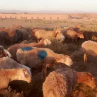 گوسفند جوان|حیوانات مزرعه|تربت جام, میان جام|دیوار