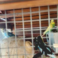 جفت مرغ عشق