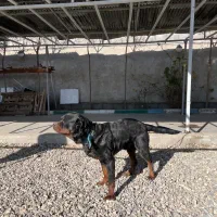 سگ روتوایلر