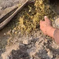 سلام ذرت 17ماه باز نشده مثل شراب شده