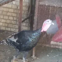 بوقلمون بروبون وبرنزدوتا ماده ویک نرنر
