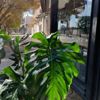 برگ انجیری کینگ|گل و گیاه طبیعی|کرمانشاه, |دیوار