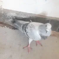 شامی مگس ماده