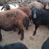 گوسفند بره دار|حیوانات مزرعه|سلطانیه, |دیوار