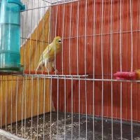 کوتوله عروس قناری طوطی