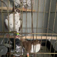 کبوتر ساده خال افشون