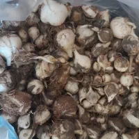 موسیر