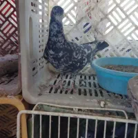 کبوتر|پرنده|اقبالیه, |دیوار