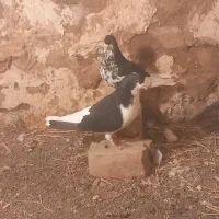 ۱۰۰۰۰۰ یک‌میلیون