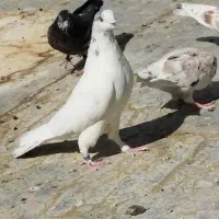 یه بوم کبوتر فروشی