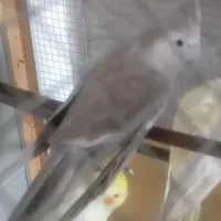 عروس هلندی وایت فیس