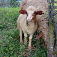 گوسفند ماده بابره فروشی