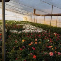 گل وگیاه|گل و گیاه طبیعی|محلات, |دیوار