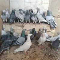 کفتر پلاکی|پرنده|شیراز, شهدای شهرک سعدی|دیوار