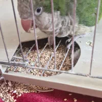 راهب سبز فولدستی صحبت می‌کند