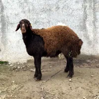 فروش بره نر همو