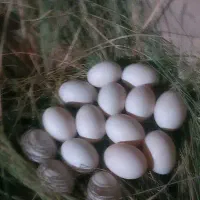 تخم اردک نطفه دار