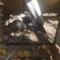 دو تا نیمچه سوماترا و گلین مجانی جهت قربانی، فوری|حیوانات مزرعه|طالقان, |دیوار