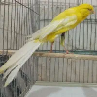 قناری رسمی بلند شاخص