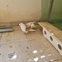 یک جفت دو بالی مقبول قنار