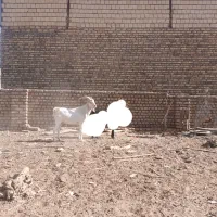 نربز سانن|حیوانات مزرعه|گناباد, |دیوار