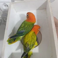 طوطی برزیلی پاربلو|پرنده|قرچک, میرزائی شمالی|دیوار