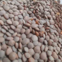 پخش عمده و جزیی انواع حبوبات با کیفیت بالا