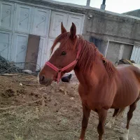 دوعدداسب کرد