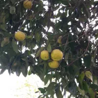 دارابی،ترنج