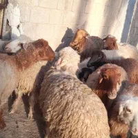 کوسفند در شادگان الفلاحیه