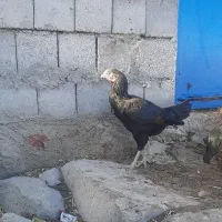 مرغ‌وخروس‌لاری|حیوانات مزرعه|نیر (اردبیل), |دیوار