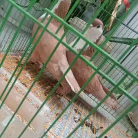 کبوتر کرواتی زرد زاددار