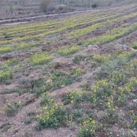 زمین کشاورزی چسبیده به نهر  دیمی ۳ طناب محلی|فروش دفتر صنعتی، کشاورزی، تجاری|نوشین شهر, |دیوار