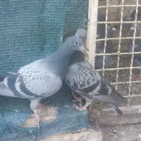 کفتر یا کبوتر|پرنده|مشهد, شهرک رازی (شهرک غرب)|دیوار