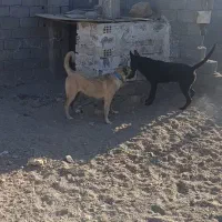 سگ اصیل نگهبانی