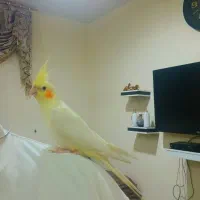 عروس هلندی سخنگو