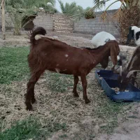 بز کاور کره