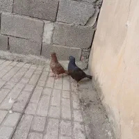 کبوتر|پرنده|کرمانشاه, |دیوار