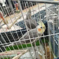 یک جفت عروس