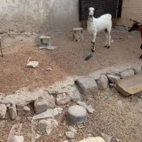 کهر نر نقشی|حیوانات مزرعه|بندرعباس, |دیوار