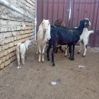 سه راس بزغاله دار|حیوانات مزرعه|گنبد کاووس, |دیوار