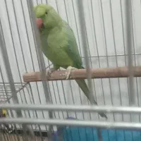 طوطی ملنگو ماده کاملا رام