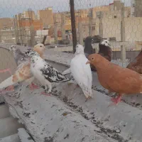 کفتر جوجه