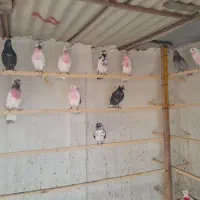 کفتر