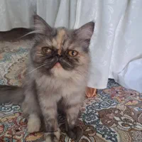 گربه پرشین فیلد