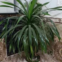 گل بزرگ طبیعی مناسب همه اماکن